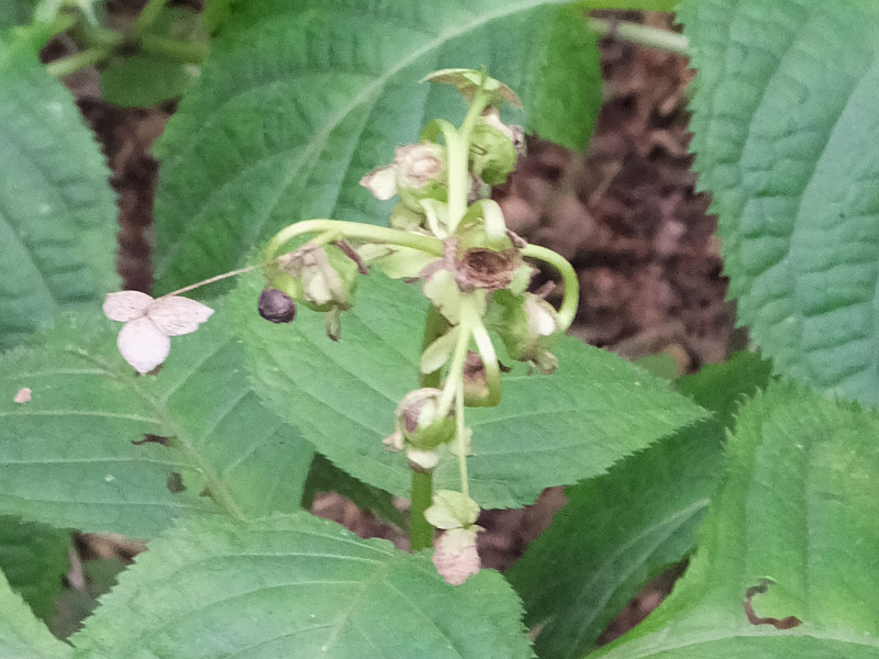 Hydrangea bifida