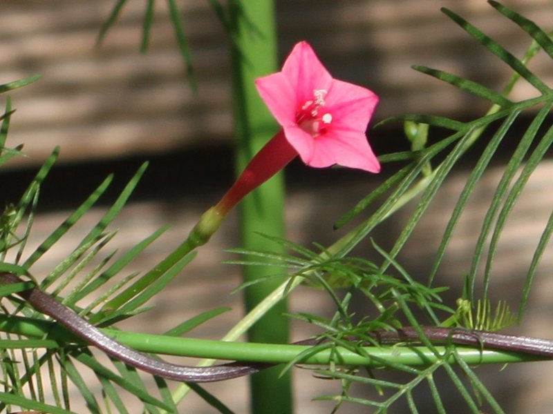 ルコウソウ Ipomoea Quamoclit かぎけん花図鑑