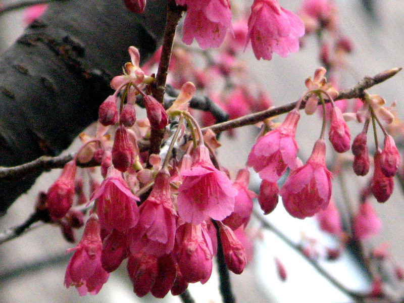 寒緋桜