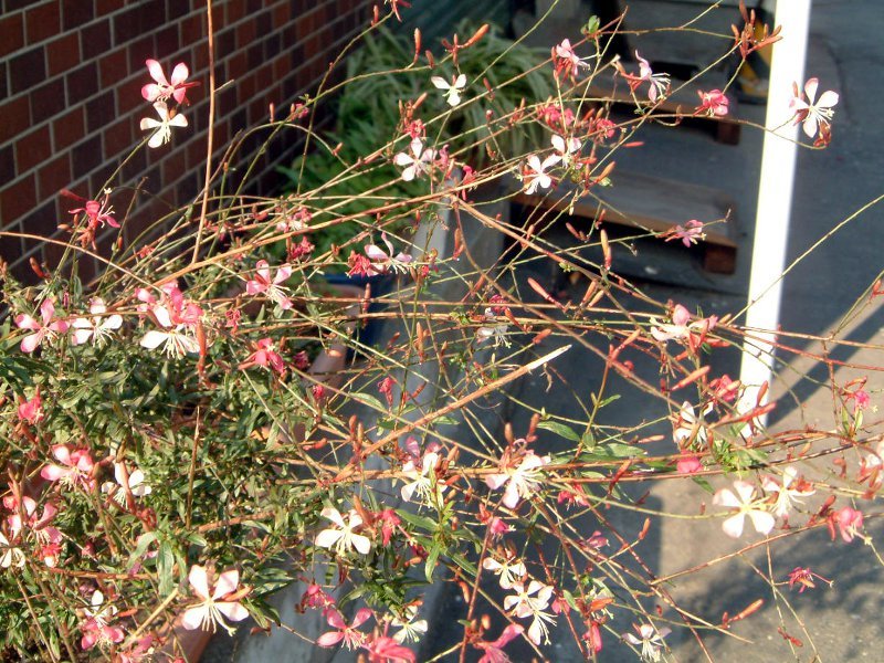 ガウラ Oenothera Lindheimeri かぎけん花図鑑