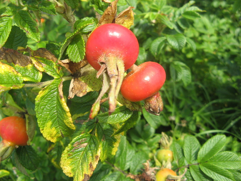 Rosa rugosa