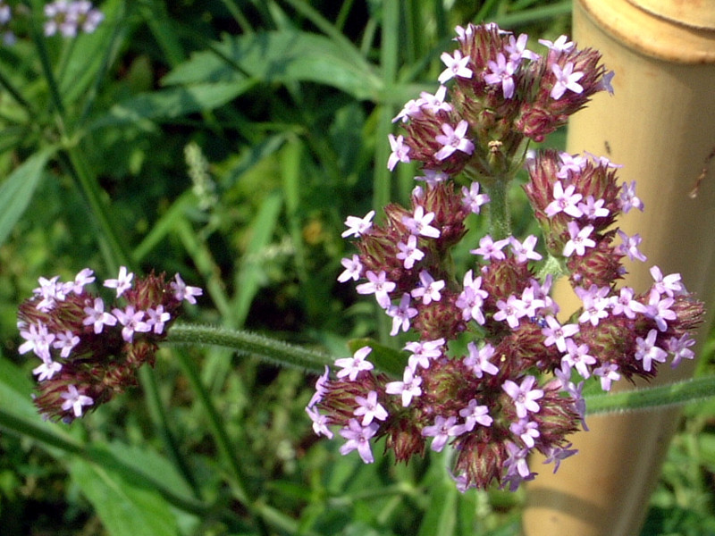 Verbena brasiliensis