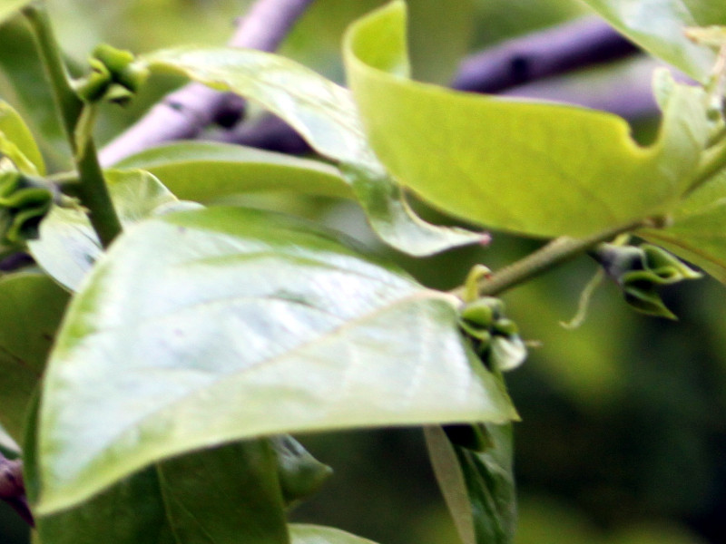 Persimmon tree