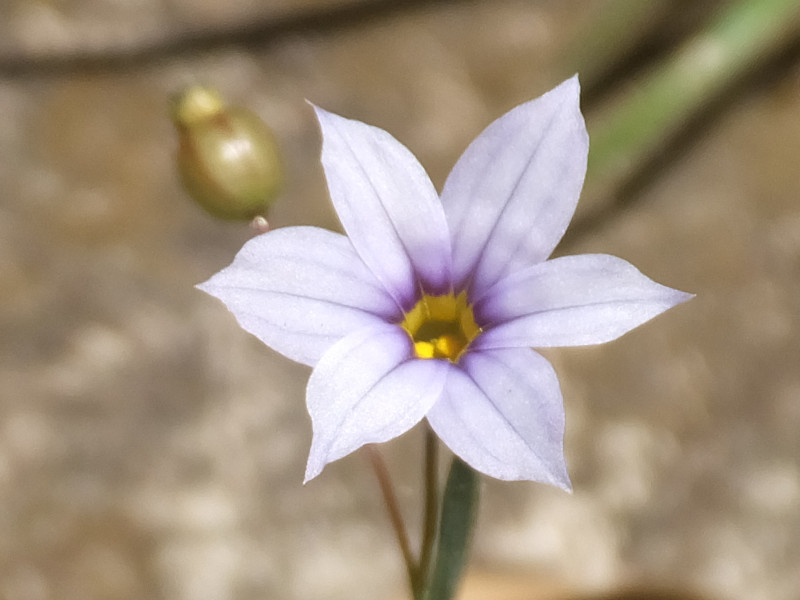 小花庭菖蒲 Sisyrinchium Micranthum 科技研花图画书