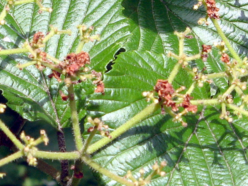 Viburnum dilatatum