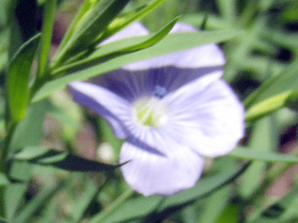 Linum grandiflorum 'blue dress'