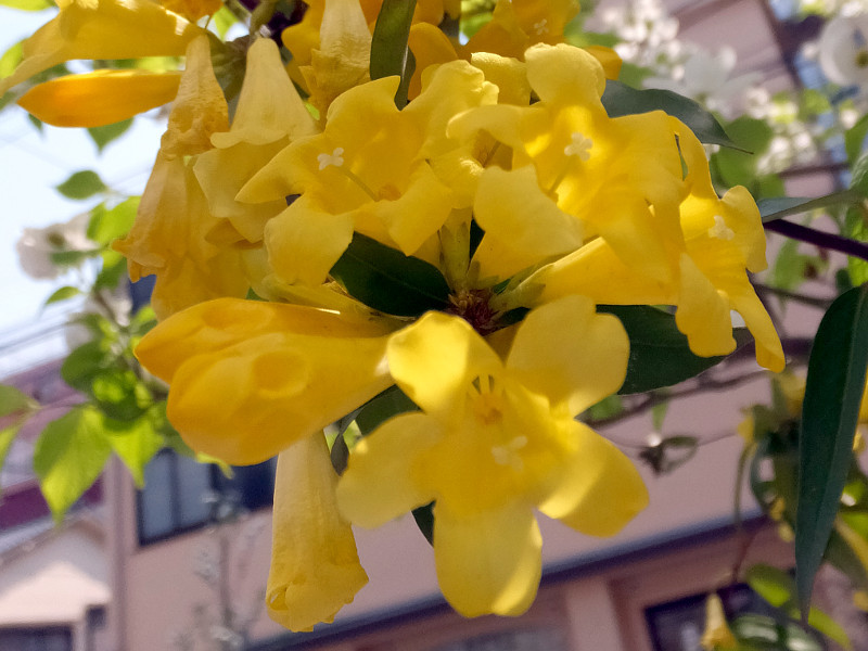 Carolina Jasmine