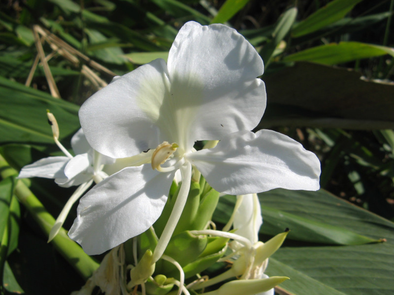 Hedychium coronarium