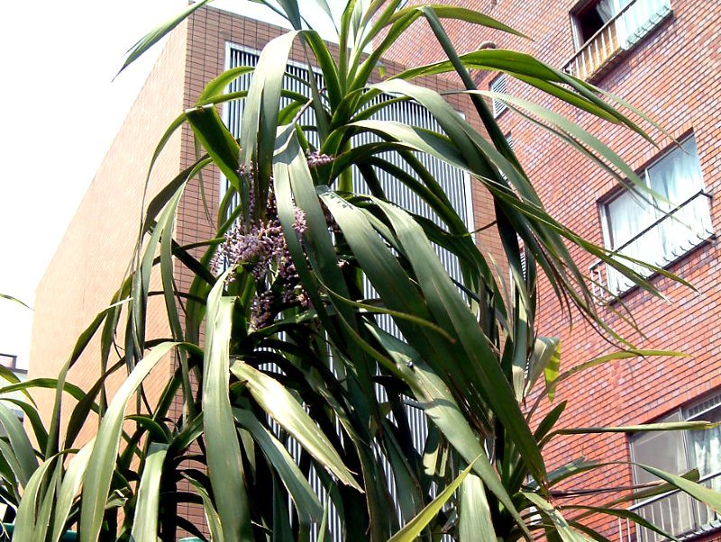 Cordyline stricta