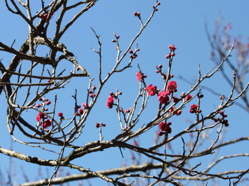 梅花 '佐橋紅'