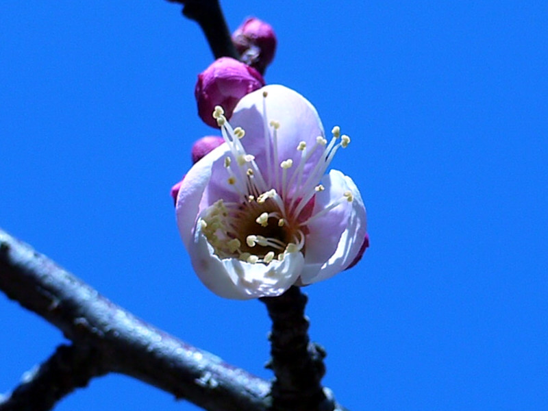 梅花　’鹿岛红’