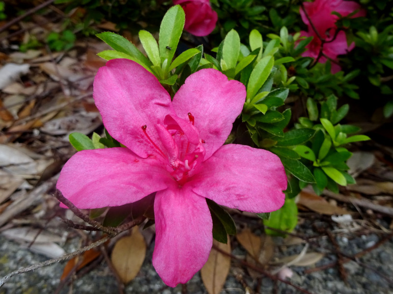 ツツジ Rhododendron Ferrugineum かぎけん花図鑑