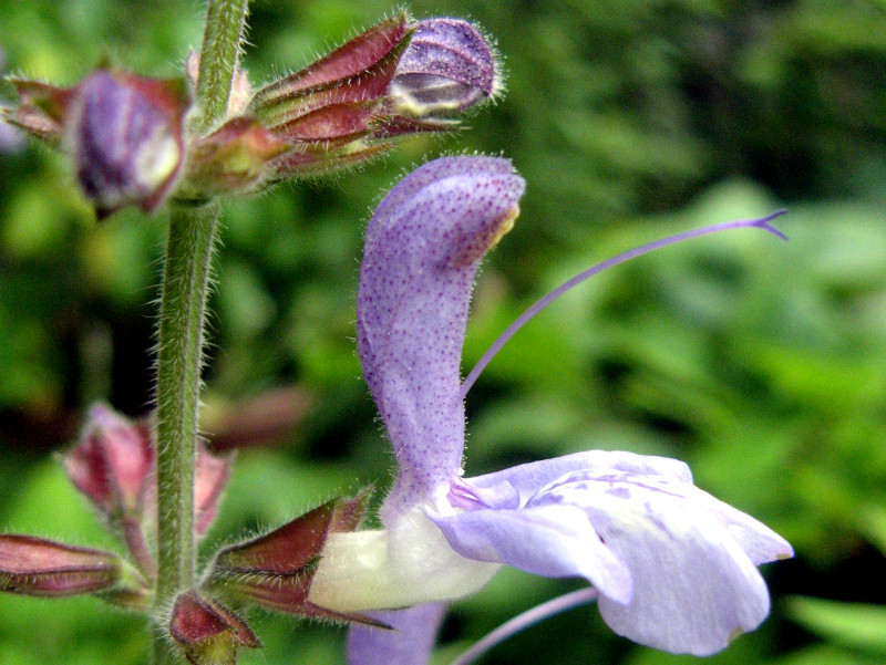 Salvia bulleyana