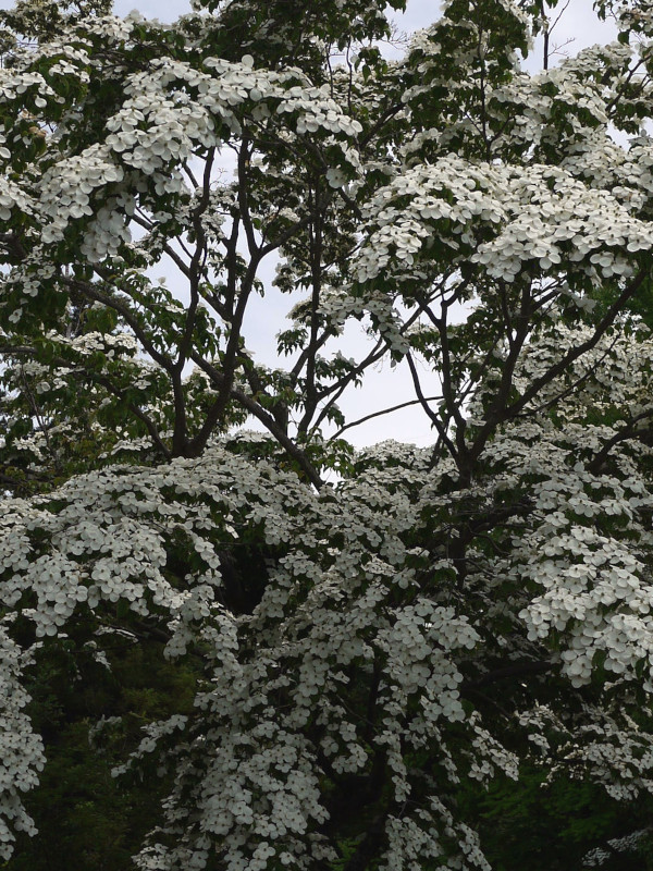 Japanese Flowering Dogwood