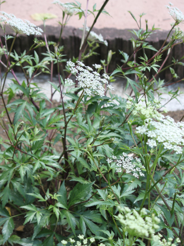  Angelica acutiloba