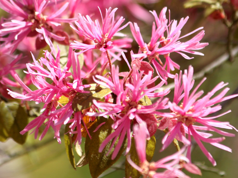 Chinese fringe flower