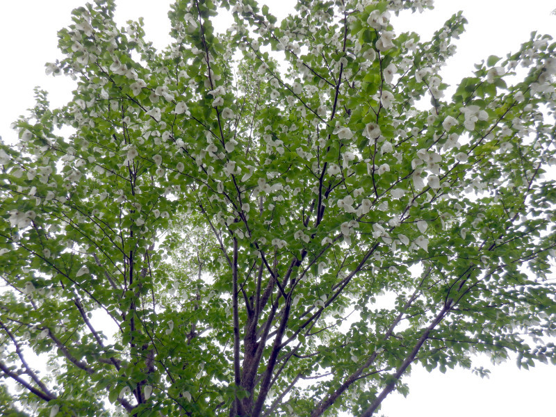 珙桐 Davidia Involucrata 科技研花图画书