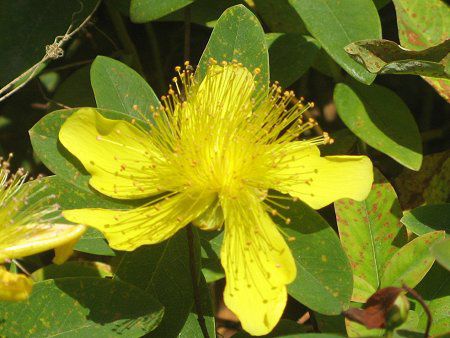 Hypericum calycinum