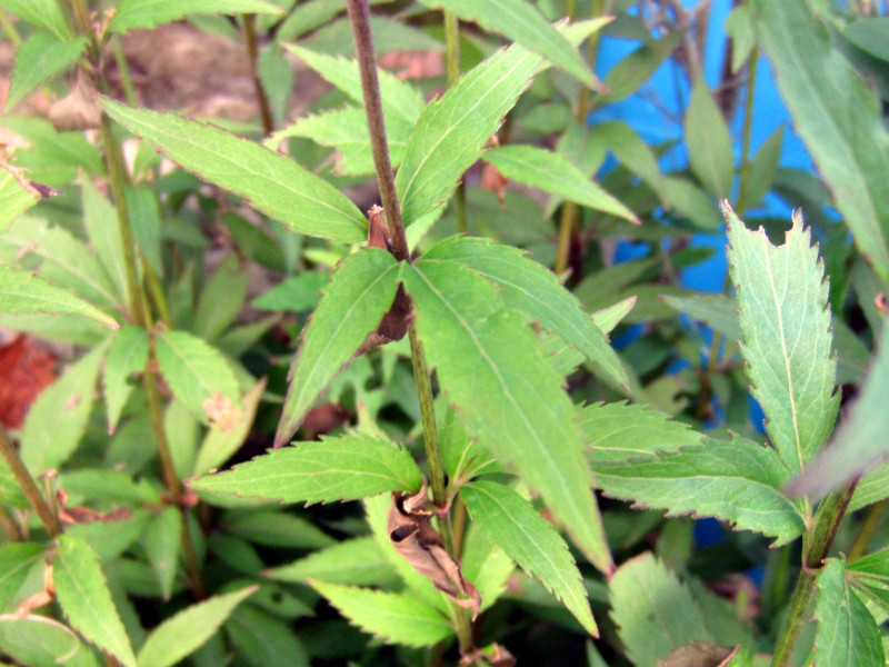 Eupatorium japonicum