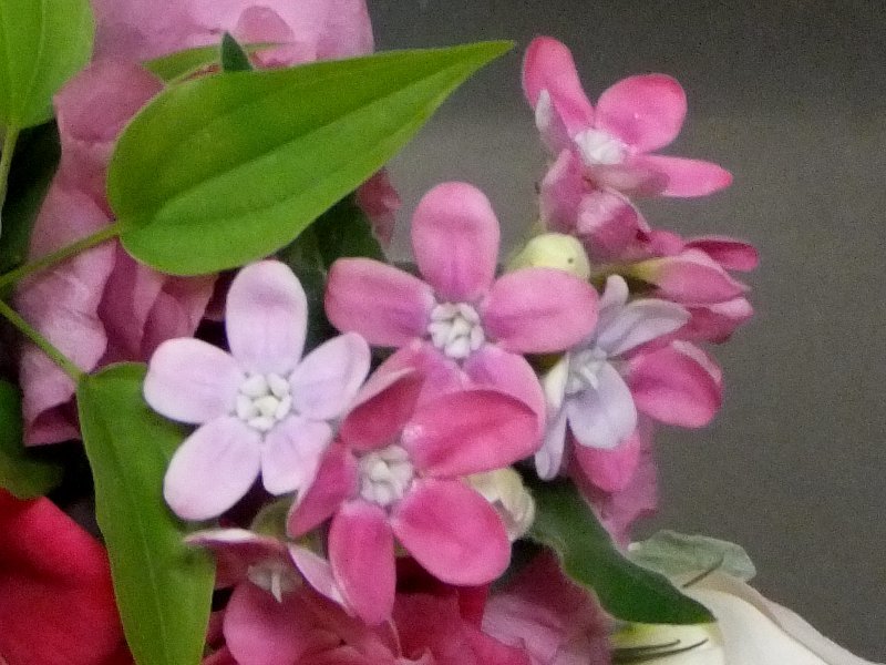 オキシペタルム ピンクスター Oxypetalum Caeruleum Pink Star かぎけん花図鑑