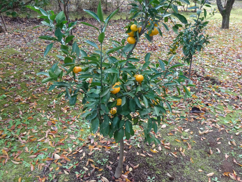 温州蜜柑 Citrus Unshiu 科技研花图画书