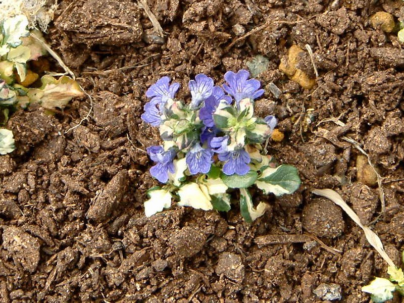 Ajuga