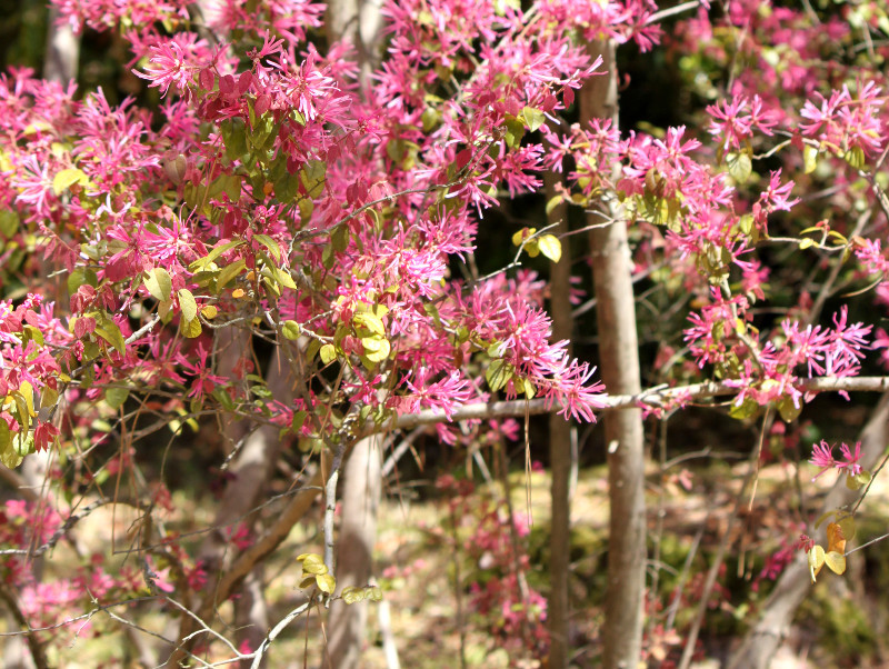 ベニバナトキワマンサク Loropetalum Chinese Var Rubra かぎけん花図鑑