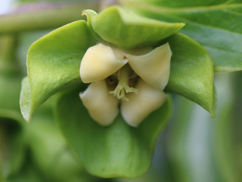 Japanese persimmon (Diospyros kaki) Flower, Leaf, Care, Uses