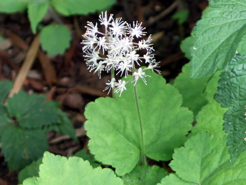 Actaea asiatic