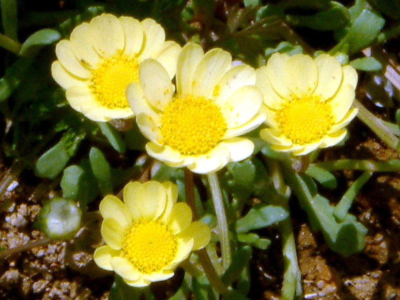 Corn marigold