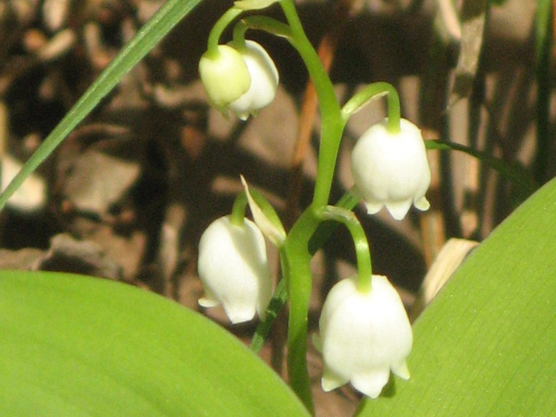 Lily of the valley