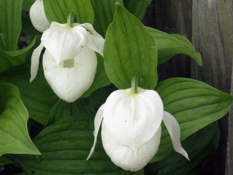 Rebun lady's slipper orchid