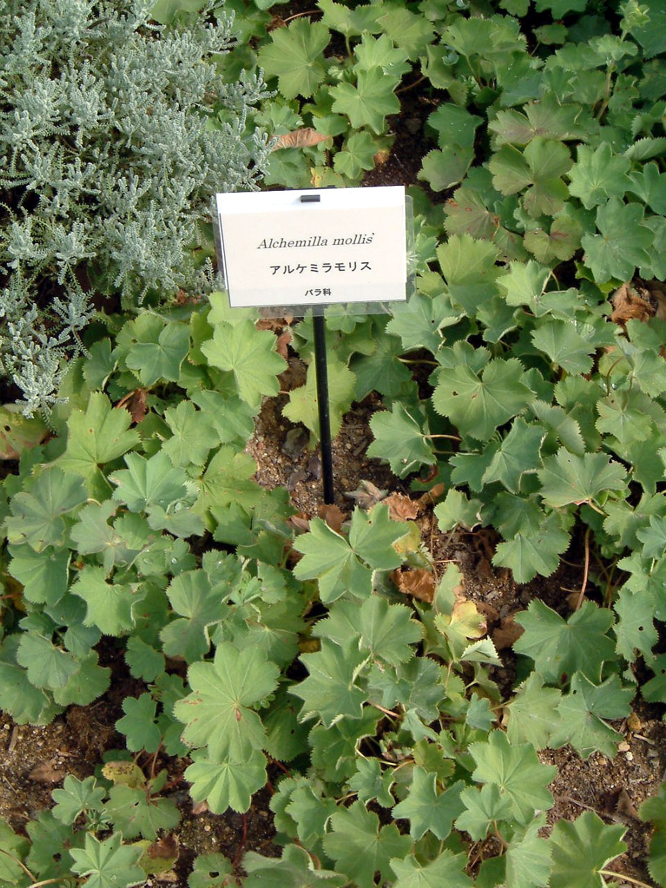 Alchemilla molis