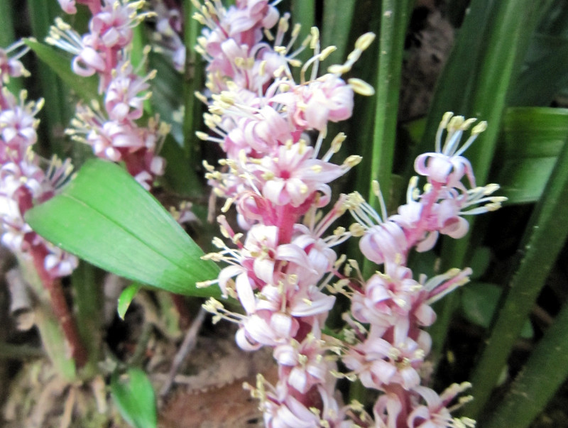 キチジョウソウ Reineckea Carnea かぎけん花図鑑