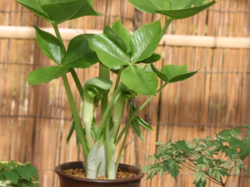 Arisaema ringens