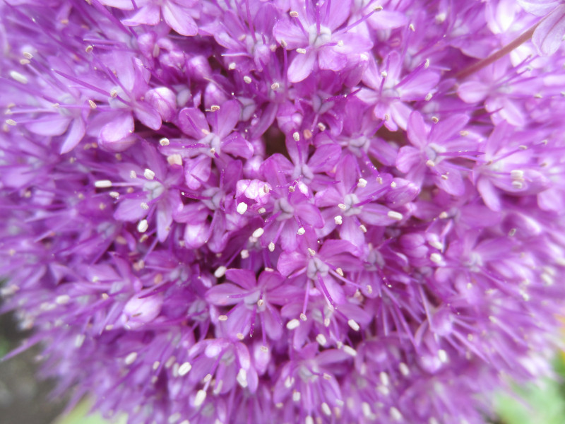 Allium Giganteum