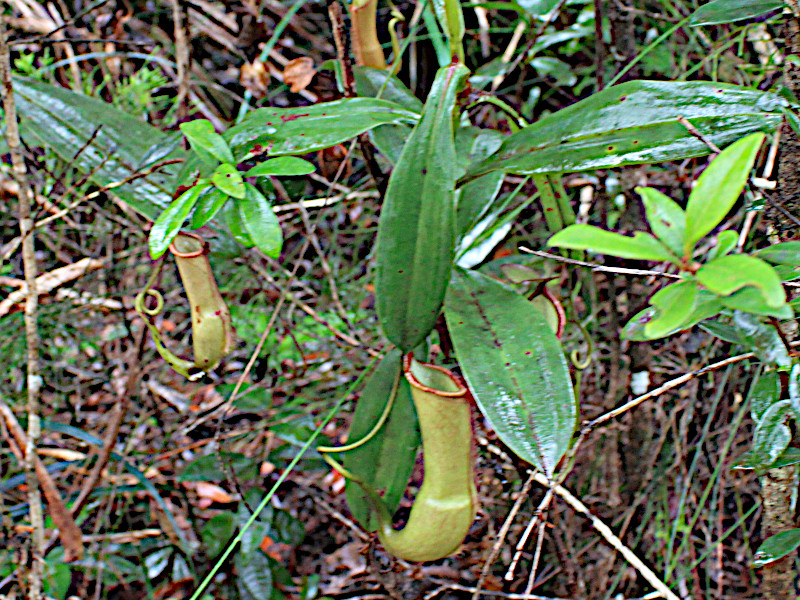 Nepenthes rafflesiana