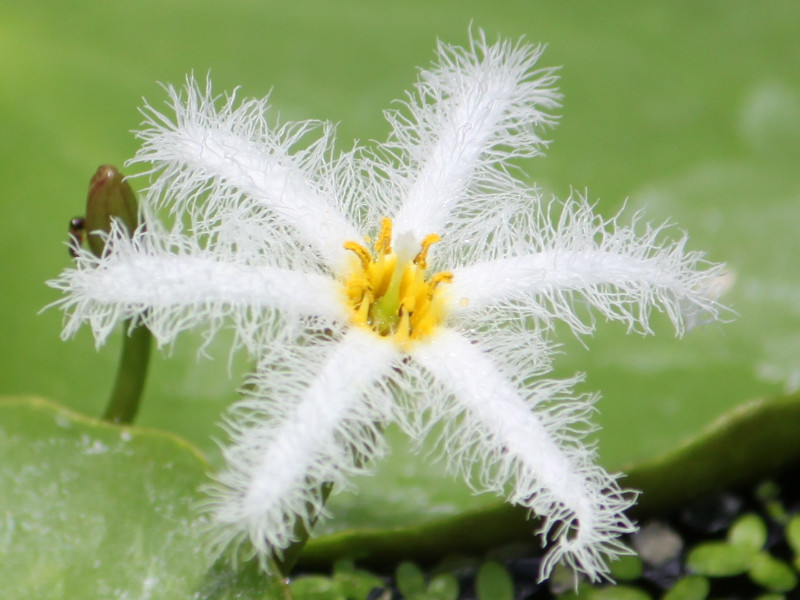 つ3.パックマン草でどお？【つくば植物園】