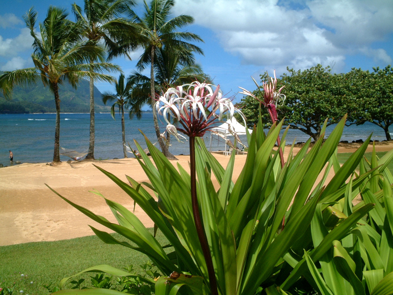 Crinum asiaticum