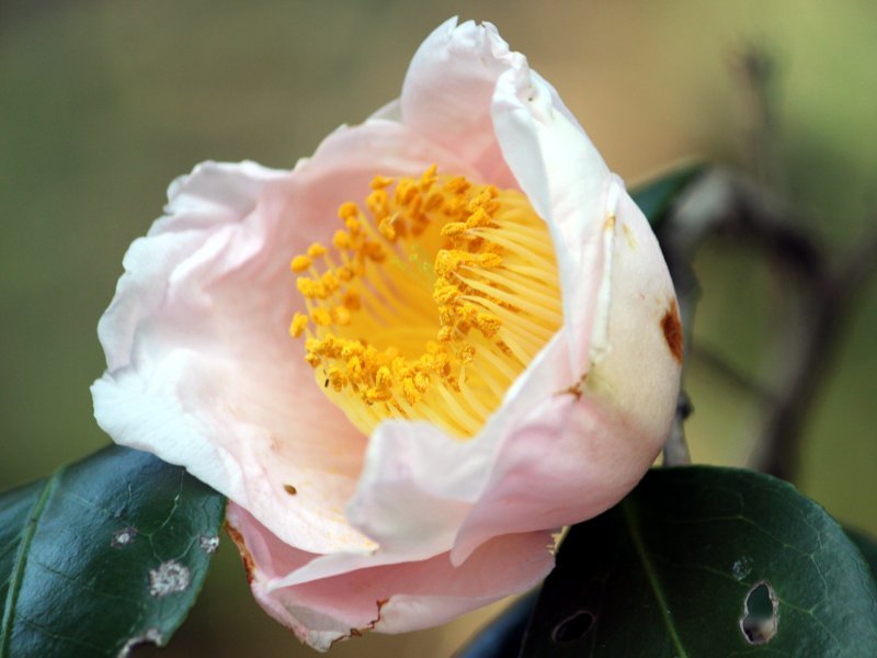 Camellia japonica