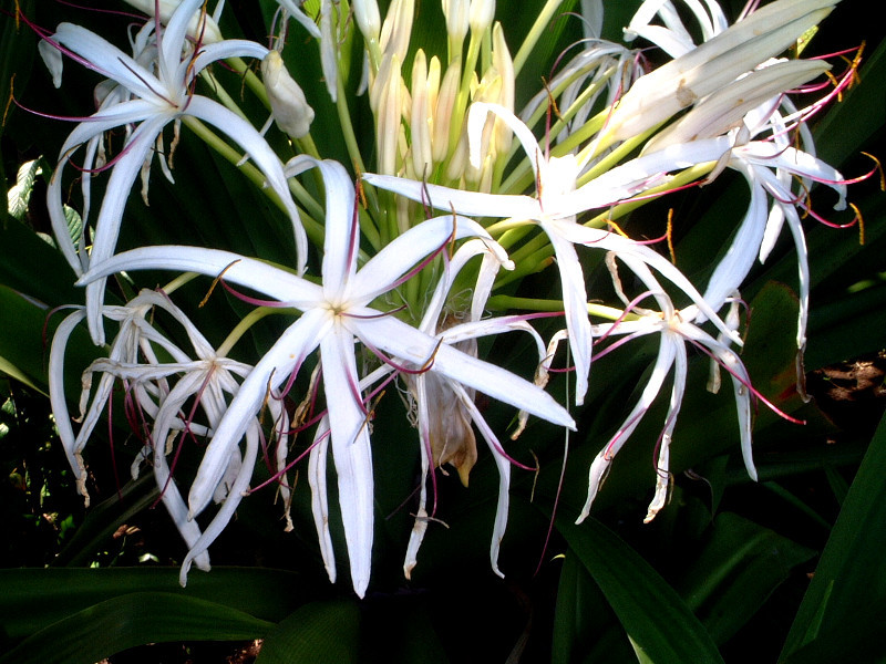  Crinum asiaticum var. japonicum