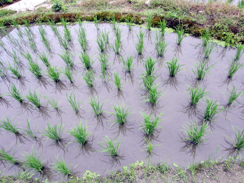 Rice plant