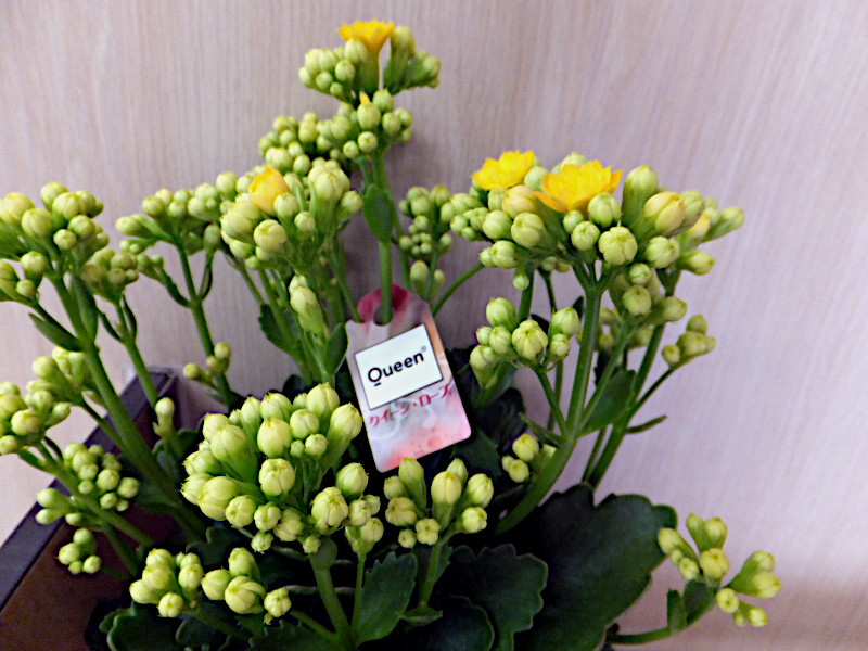 Kalanchoe