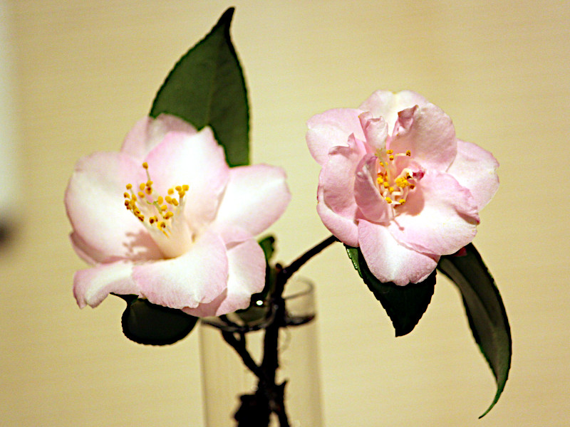 Camellia japonica 'Pink Popcorn'