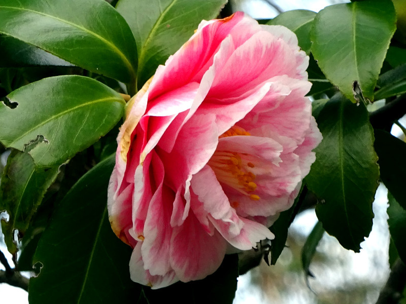 Camellia Tamadare