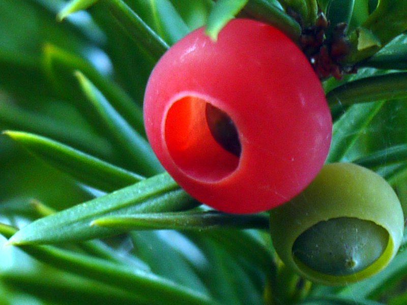 キャラボク Taxus Cuspidata Var Nana かぎけん花図鑑