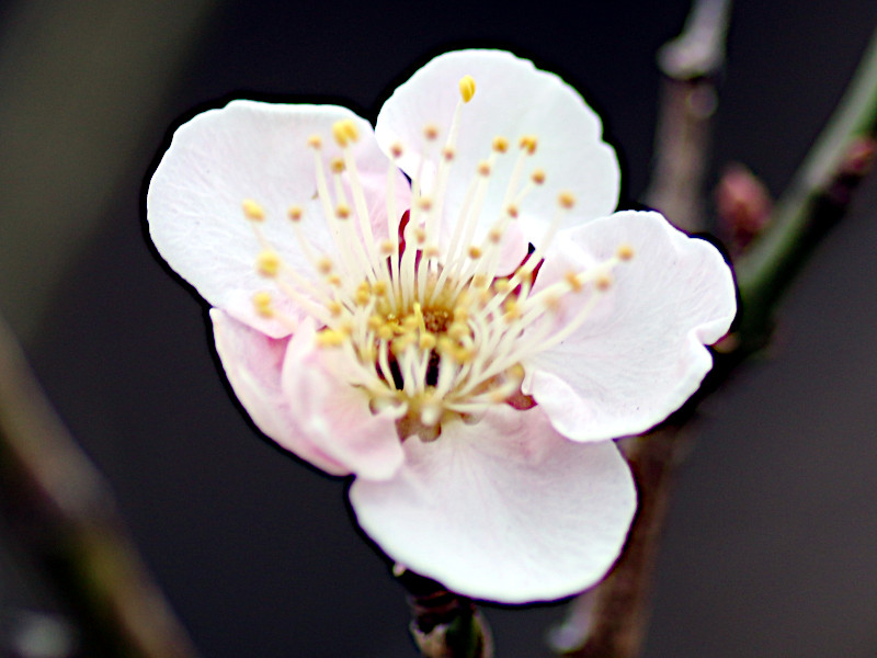 Prunus mume  'Suigetsu'