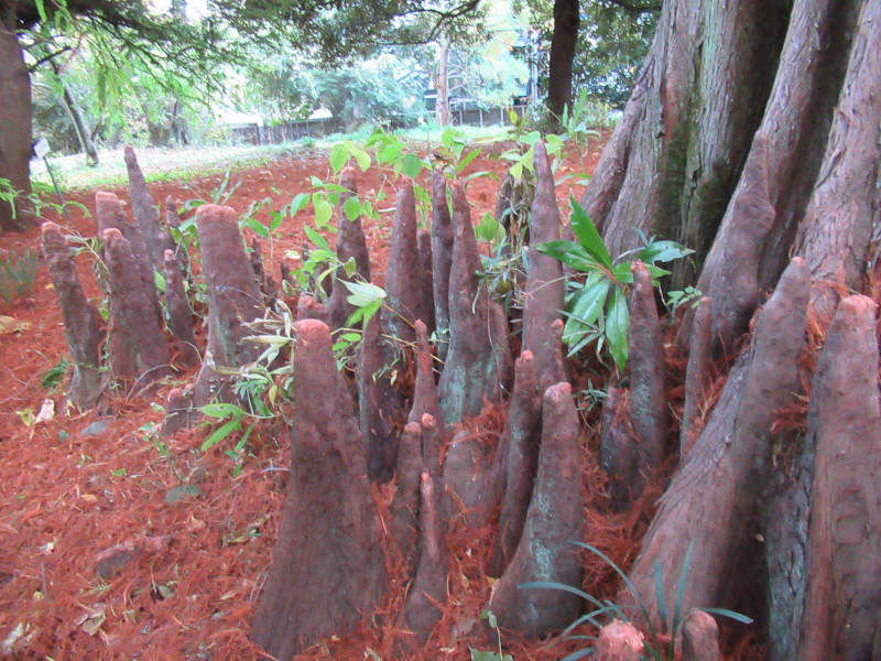 Bald cypress