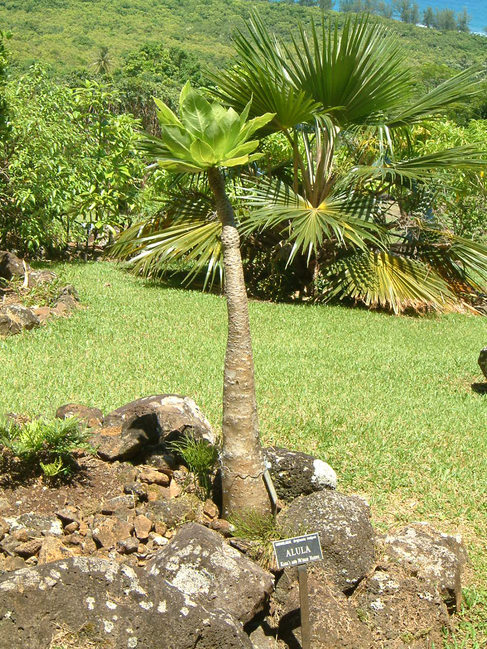 アールラ | Brighamia insignis | かぎけん花図鑑