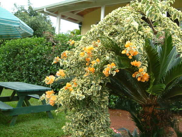 Bougainvillea